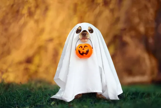 A ghost DOG