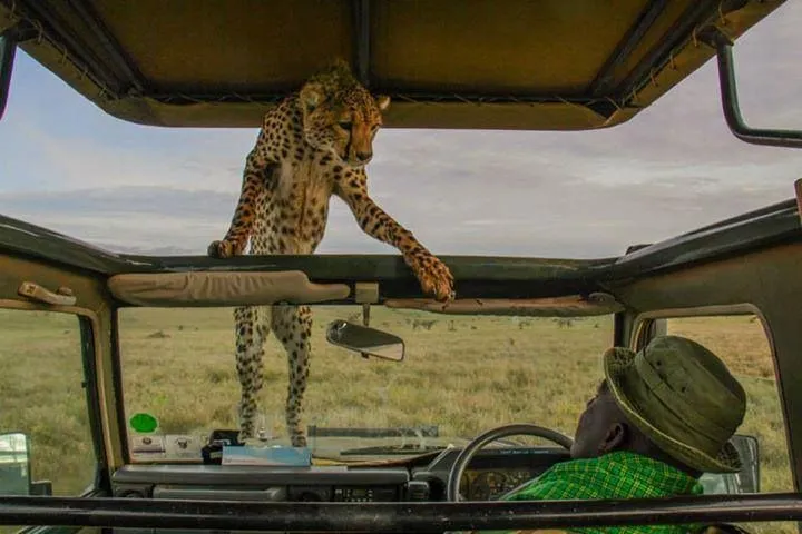 A cheetah climbing on top of a jeep