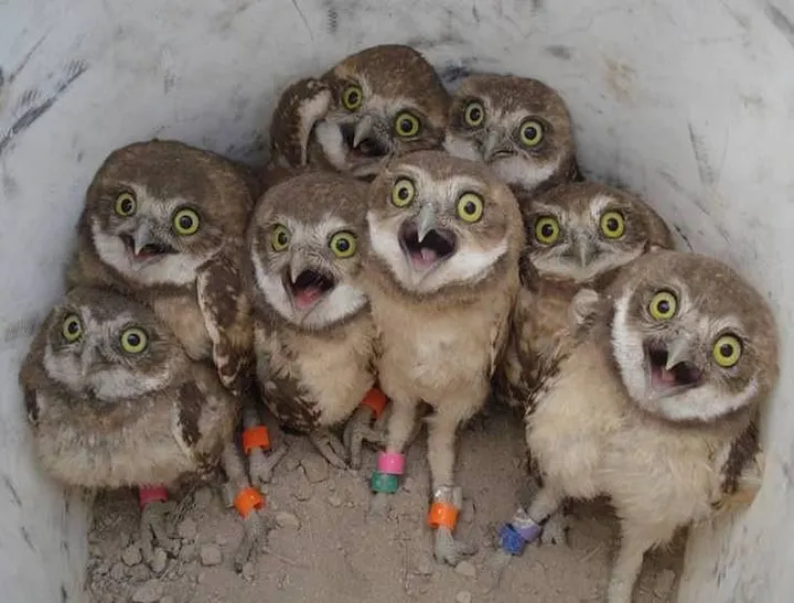 Screaming owls
