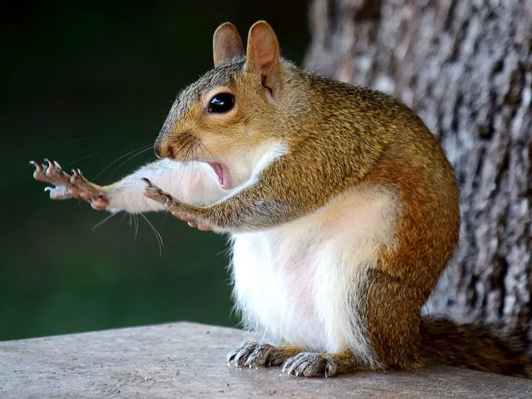 A squirrel raising its hands as if stopping the reader