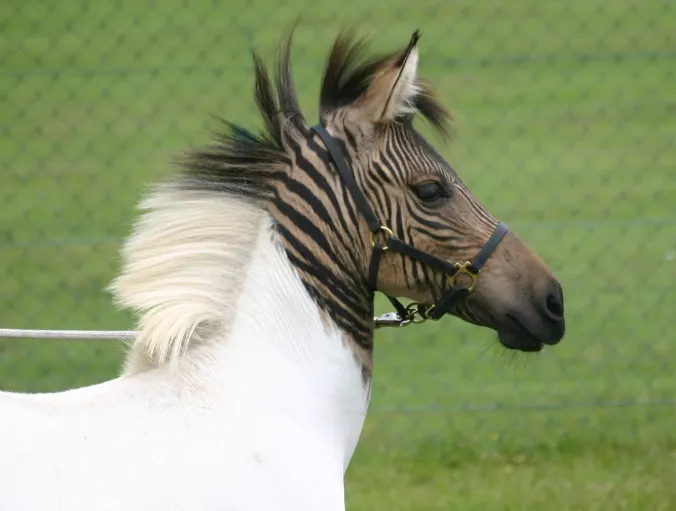A zebra-horse hybrid