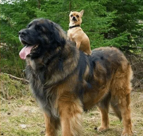 A chihuahua riding a leonberger