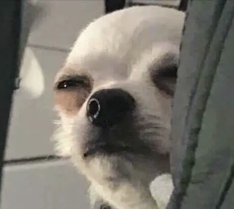A distrusting chihuahua