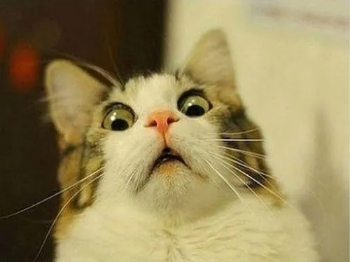 An impacted cat