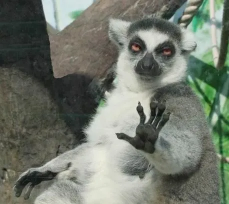 A lemur raising a hand in a 'stop' gesture