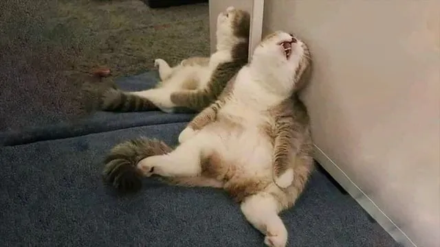 Image of an exhausted cat