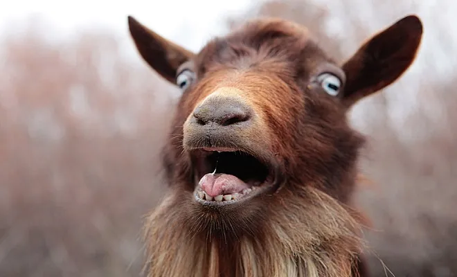 Goat screaming