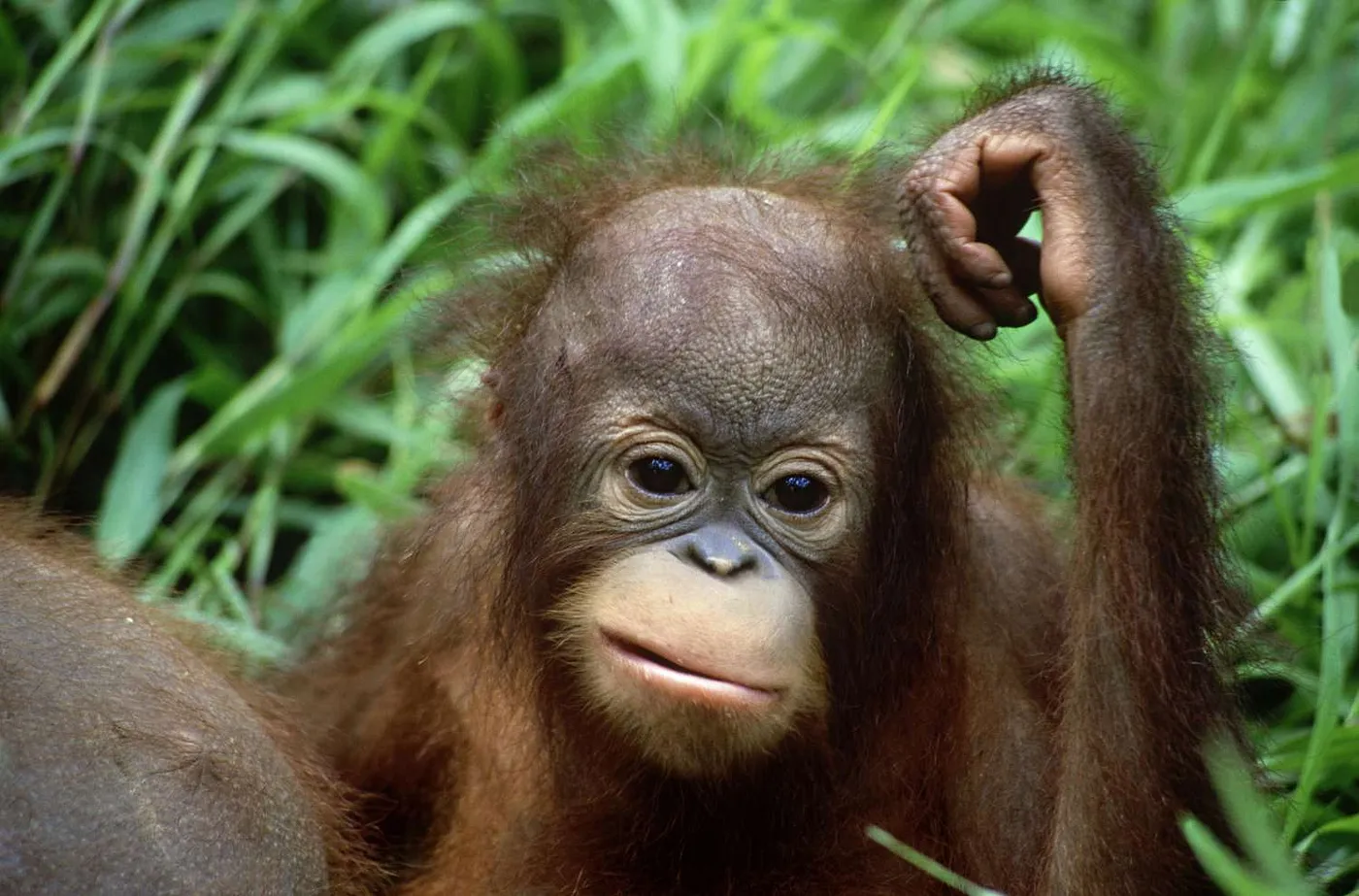 A monkey scratching its head
