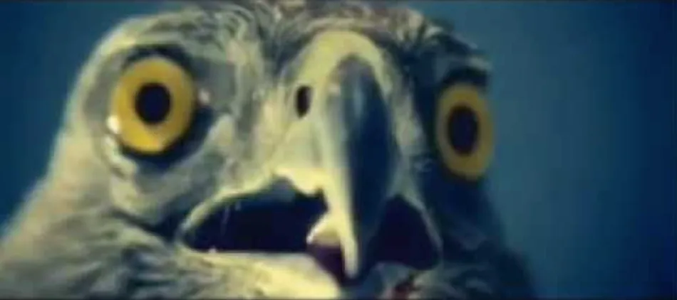 Shocked hawk