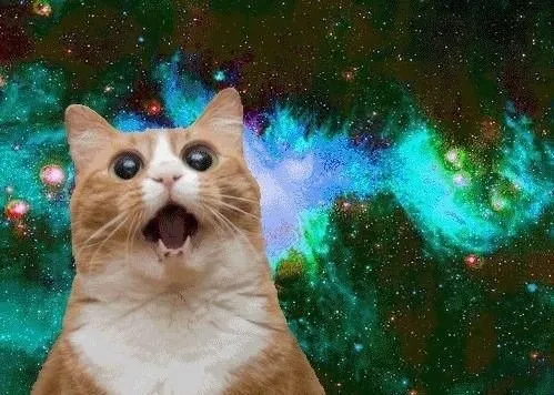 Amazed cat
