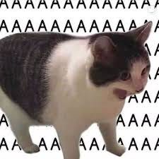 A screaming cat