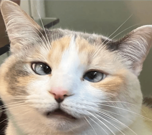 Confused cat