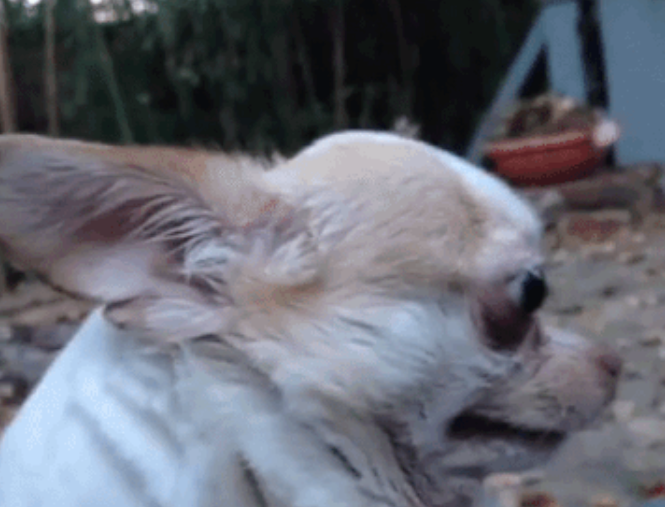 Scared chihuahua