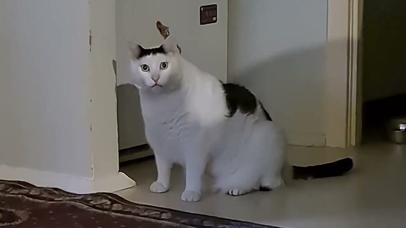 Huh cat meme