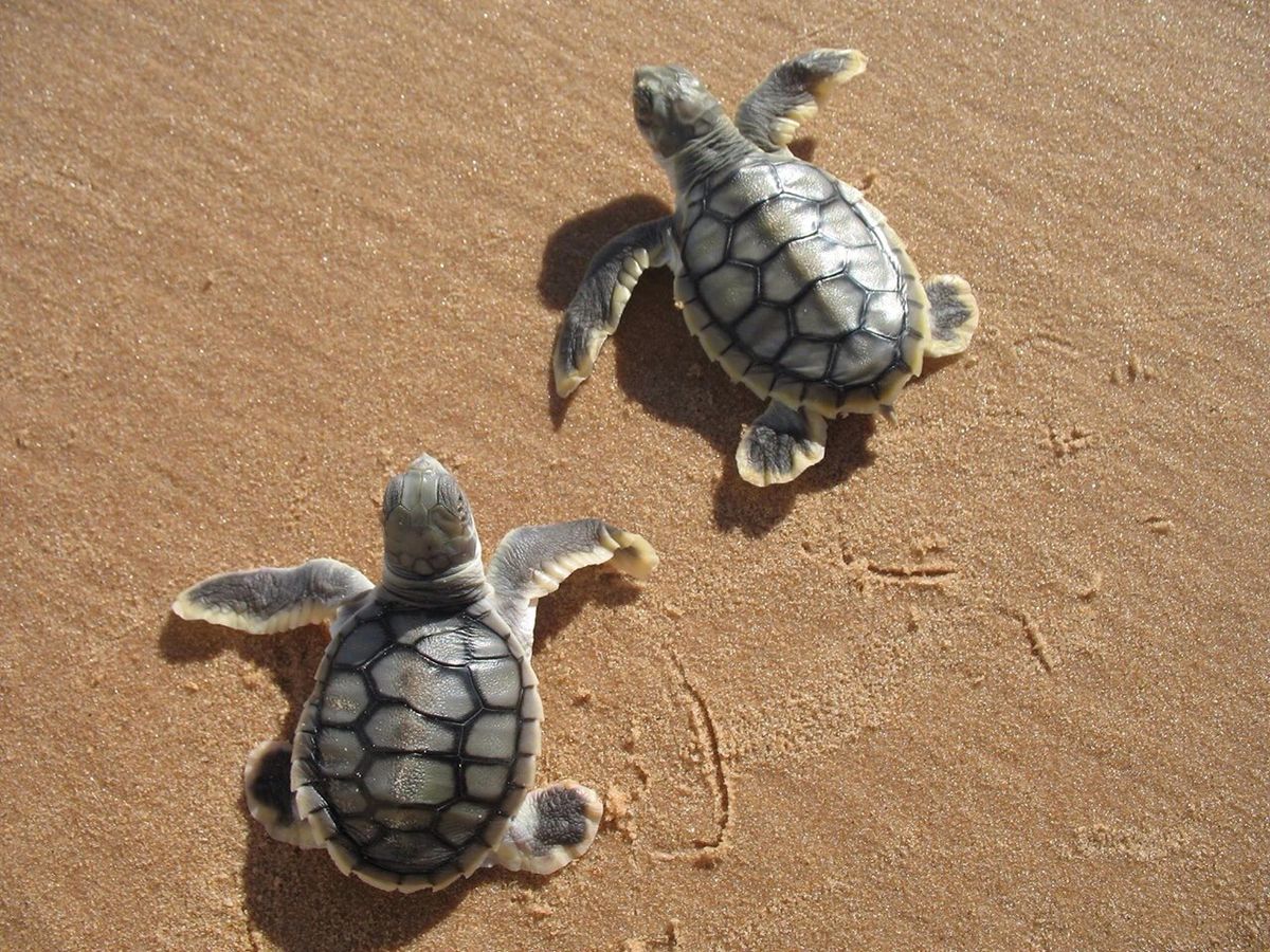 Baby turtles taking their first steps