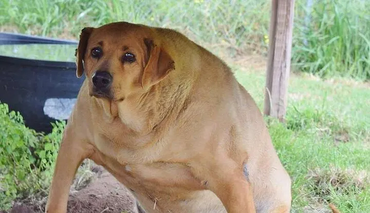 A chunky dog staring at the camera with an saddened face