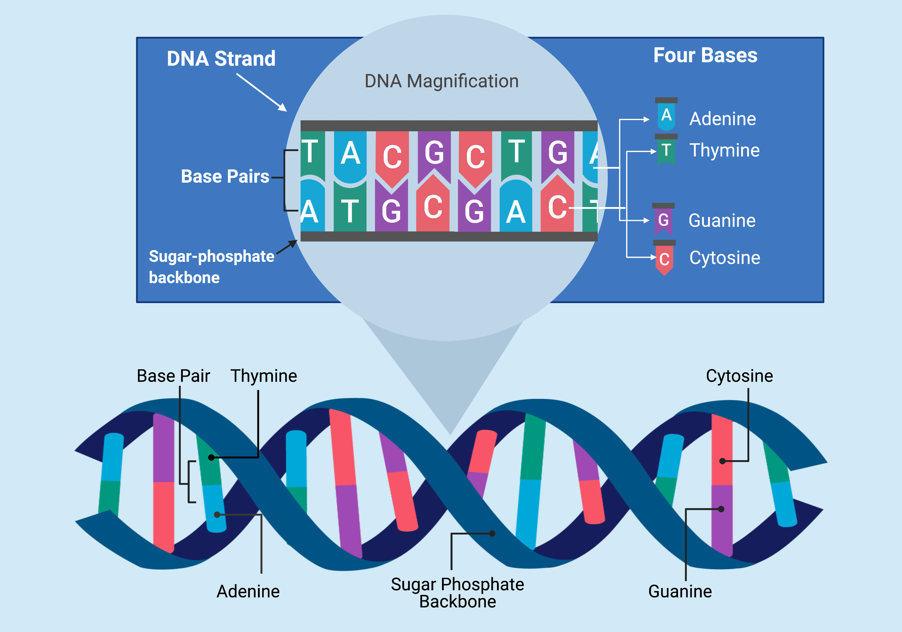 A DNA strand